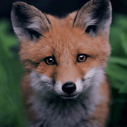 Wild life